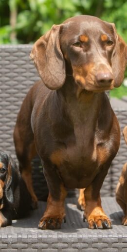 Dachshund,Puppies,And,Adults,Dogs