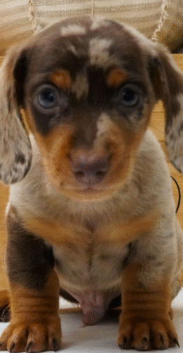 Caden