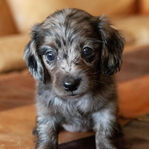 Skye